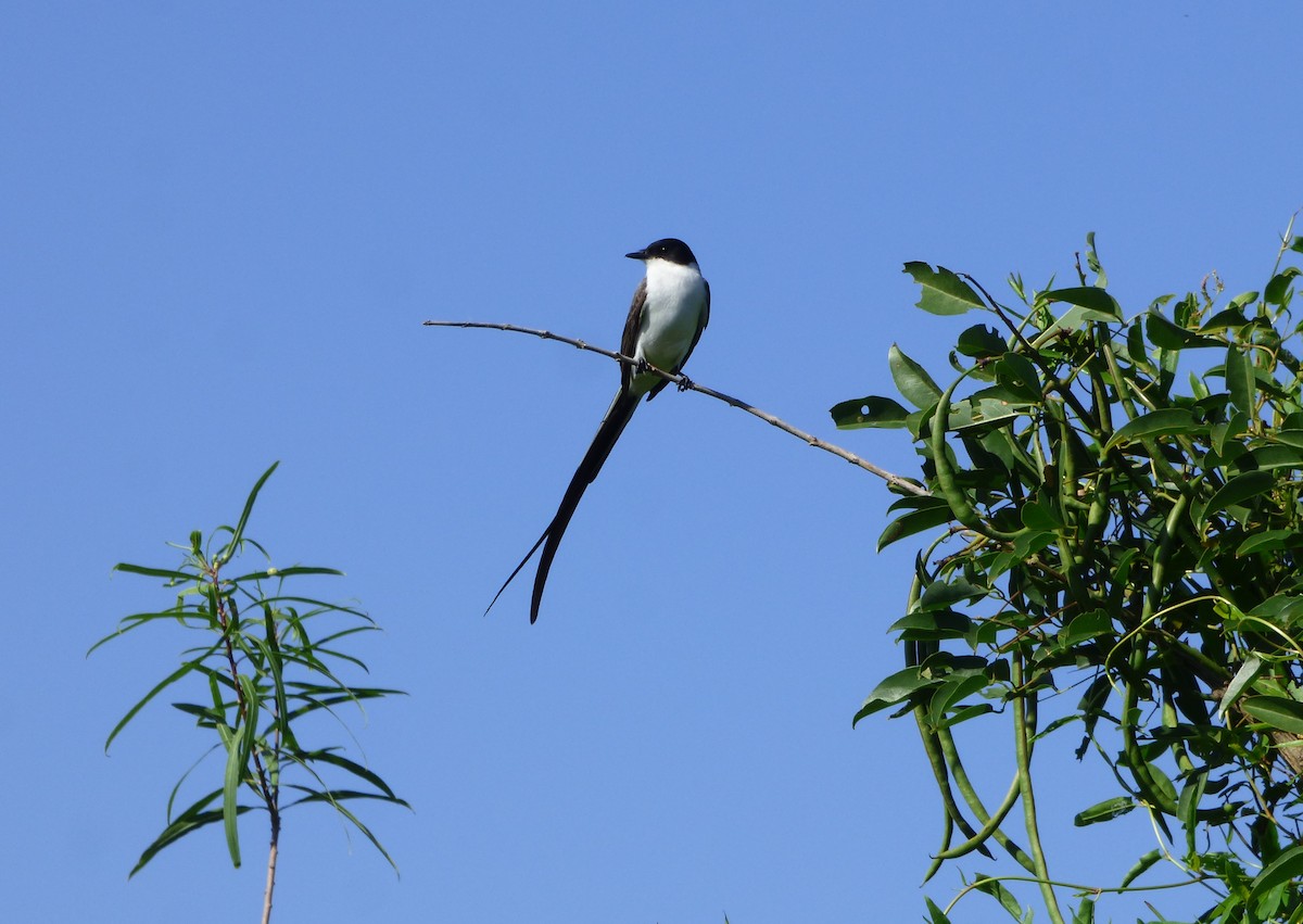 Fork-tailed Flycatcher - ML612195049