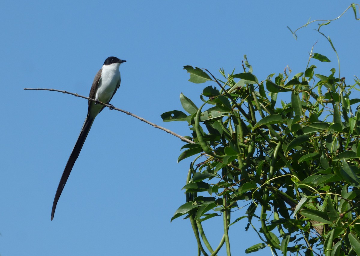 Fork-tailed Flycatcher - ML612195050