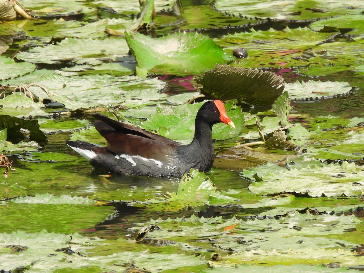 Common Gallinule - ML612195097