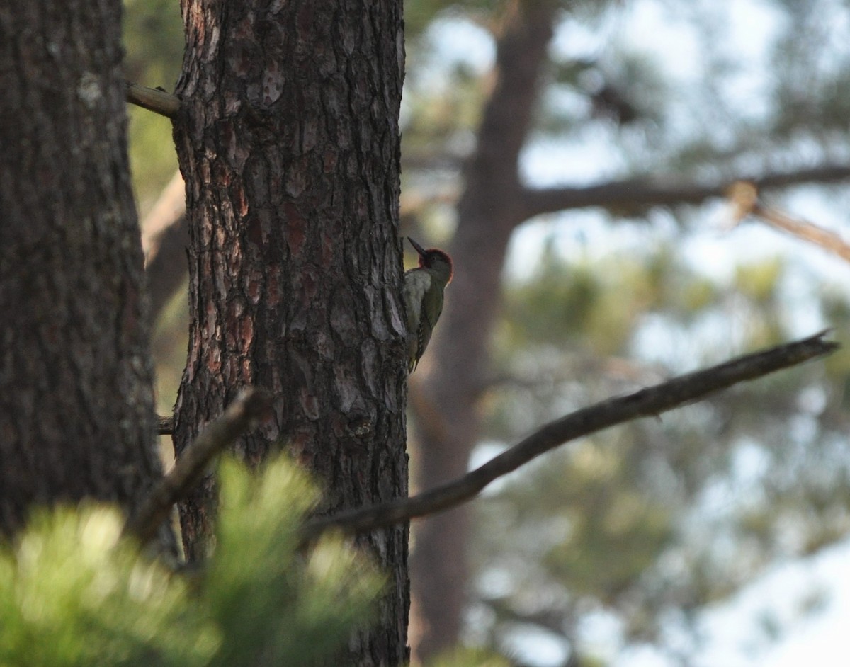 Iberian Green Woodpecker - ML612195154
