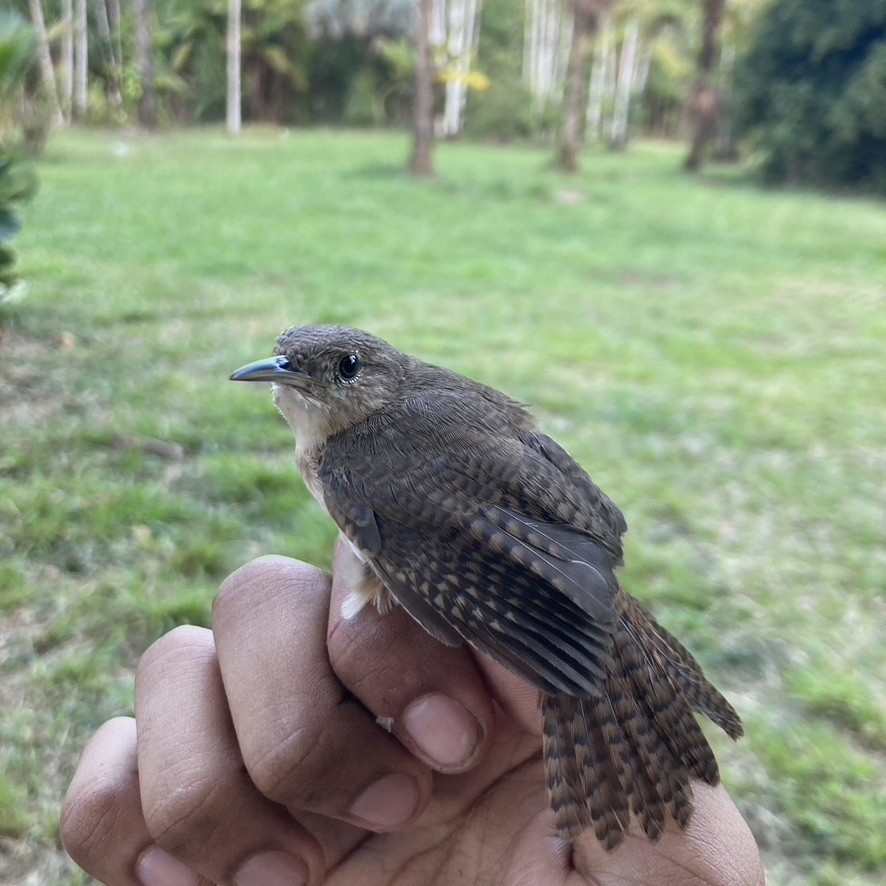 House Wren (Southern) - Alexandre Grave