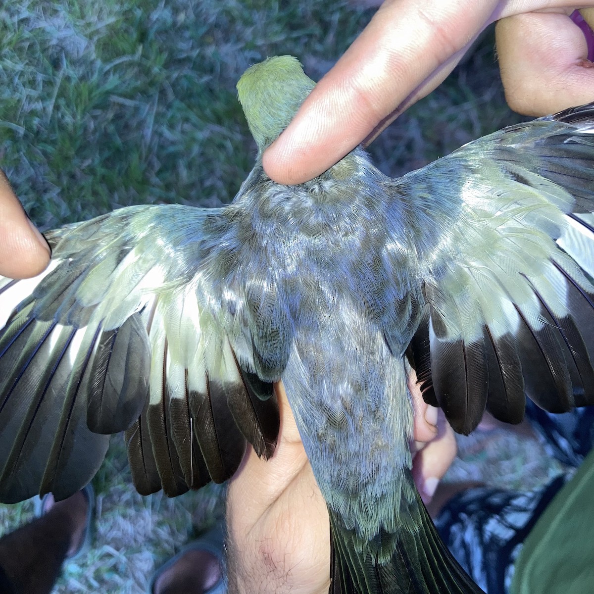 Palm Tanager - Alexandre Grave