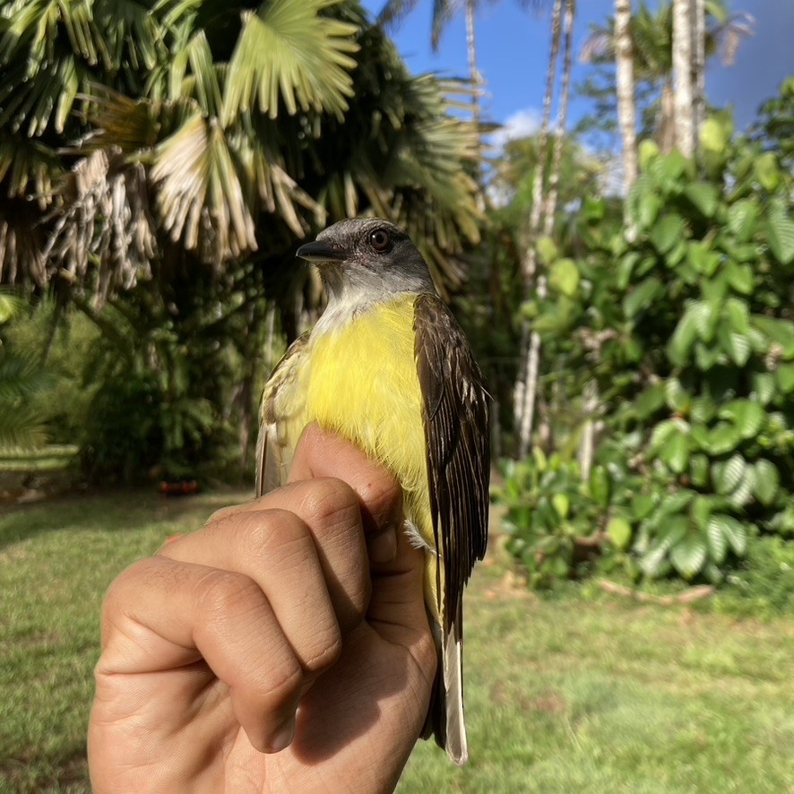 Sulphury Flycatcher - Alexandre Grave