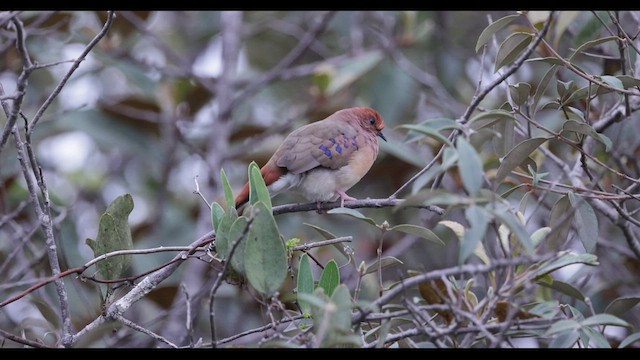 Blue-eyed Ground Dove - ML612195244