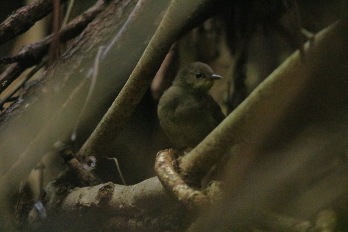 Knysna Warbler - ML612195257