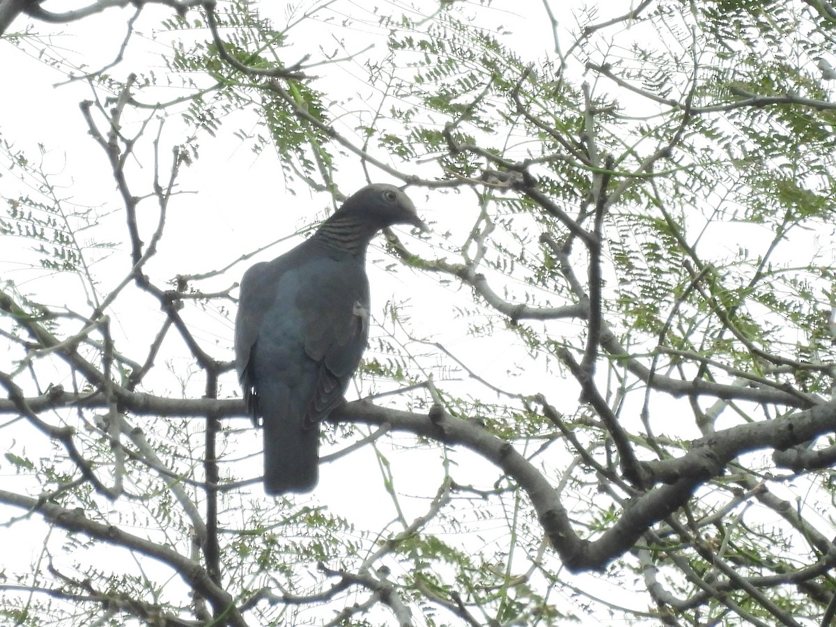 White-crowned Pigeon - ML612195343