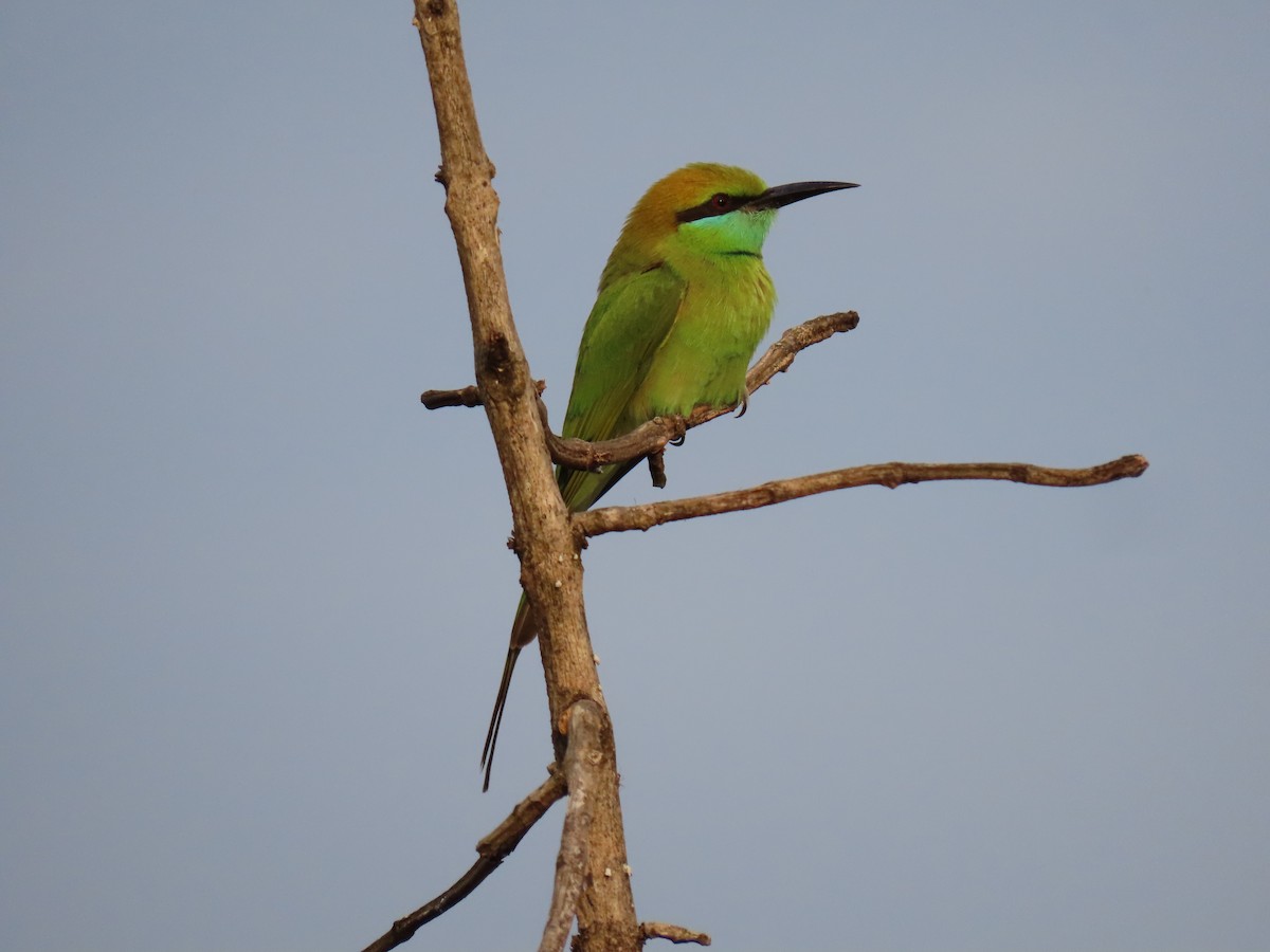 Asian Green Bee-eater - shyamkumar puravankara