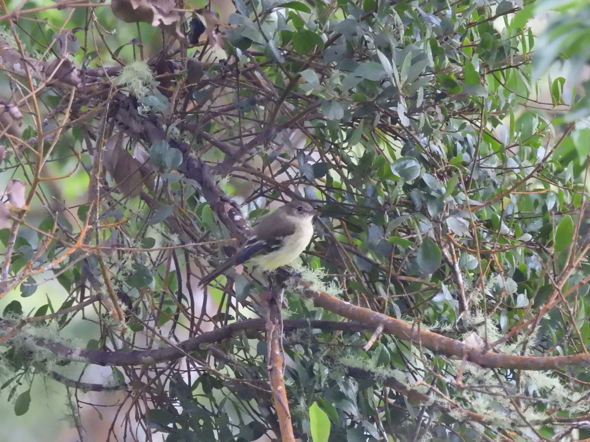 Greater Antillean Elaenia (Jamaican) - Mark Smiles