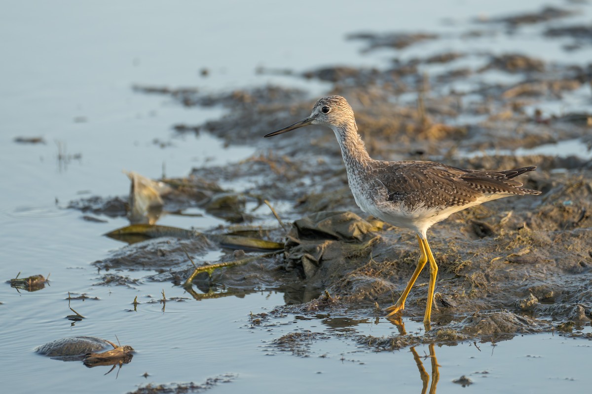 Greater Yellowlegs - ML612195516