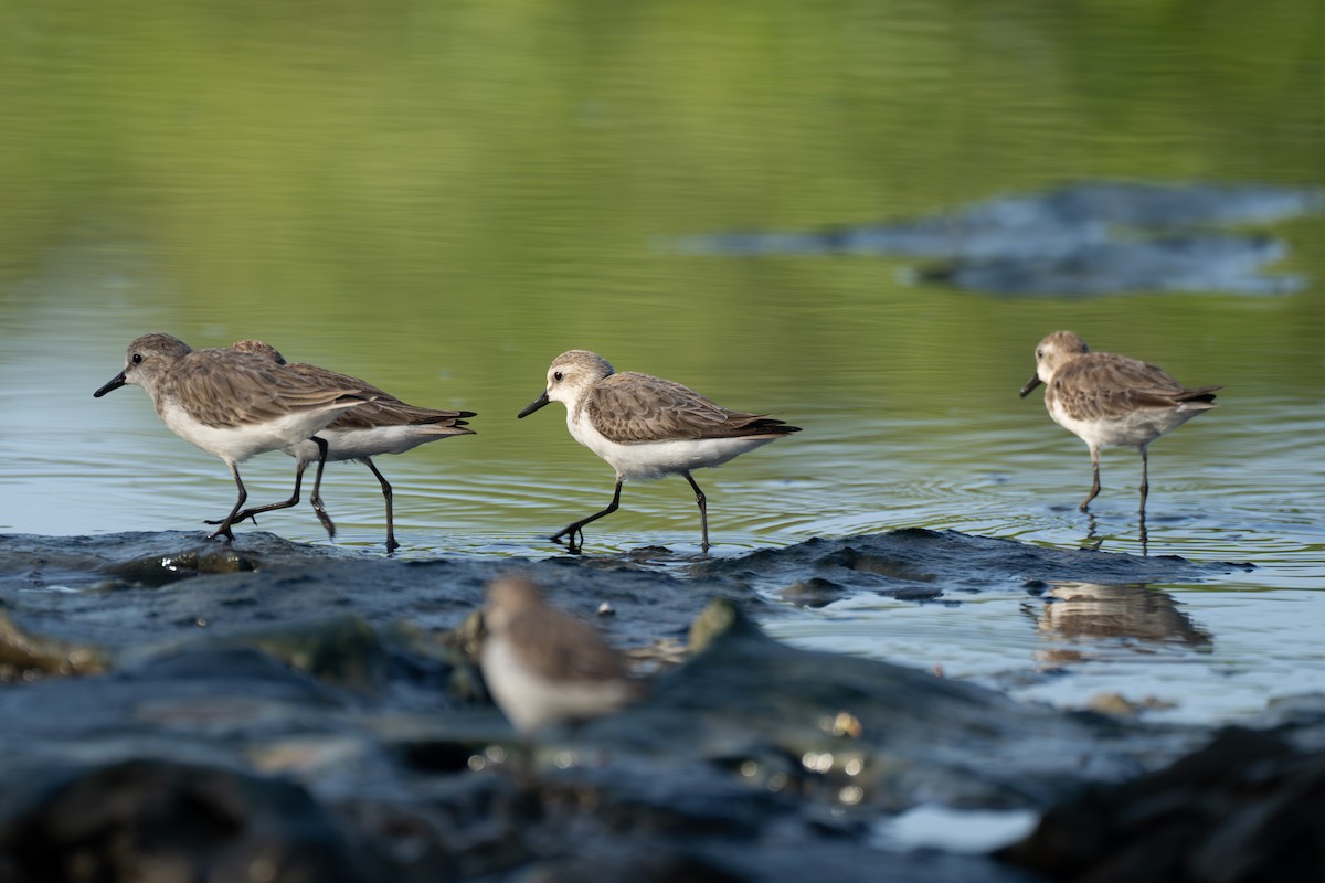 Semipalmated Sandpiper - Marc Kramer (Birding by Bus)