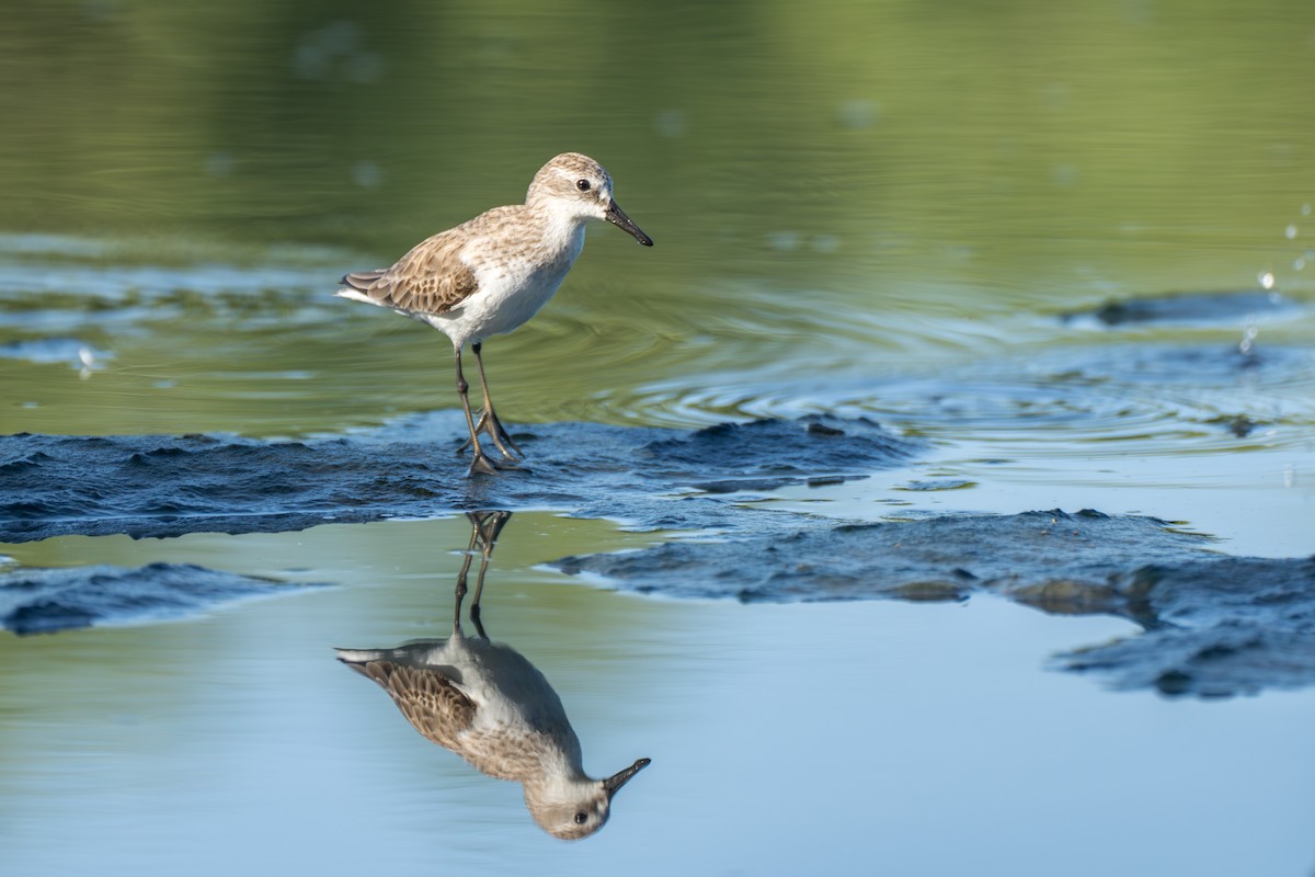 Semipalmated Sandpiper - ML612195538