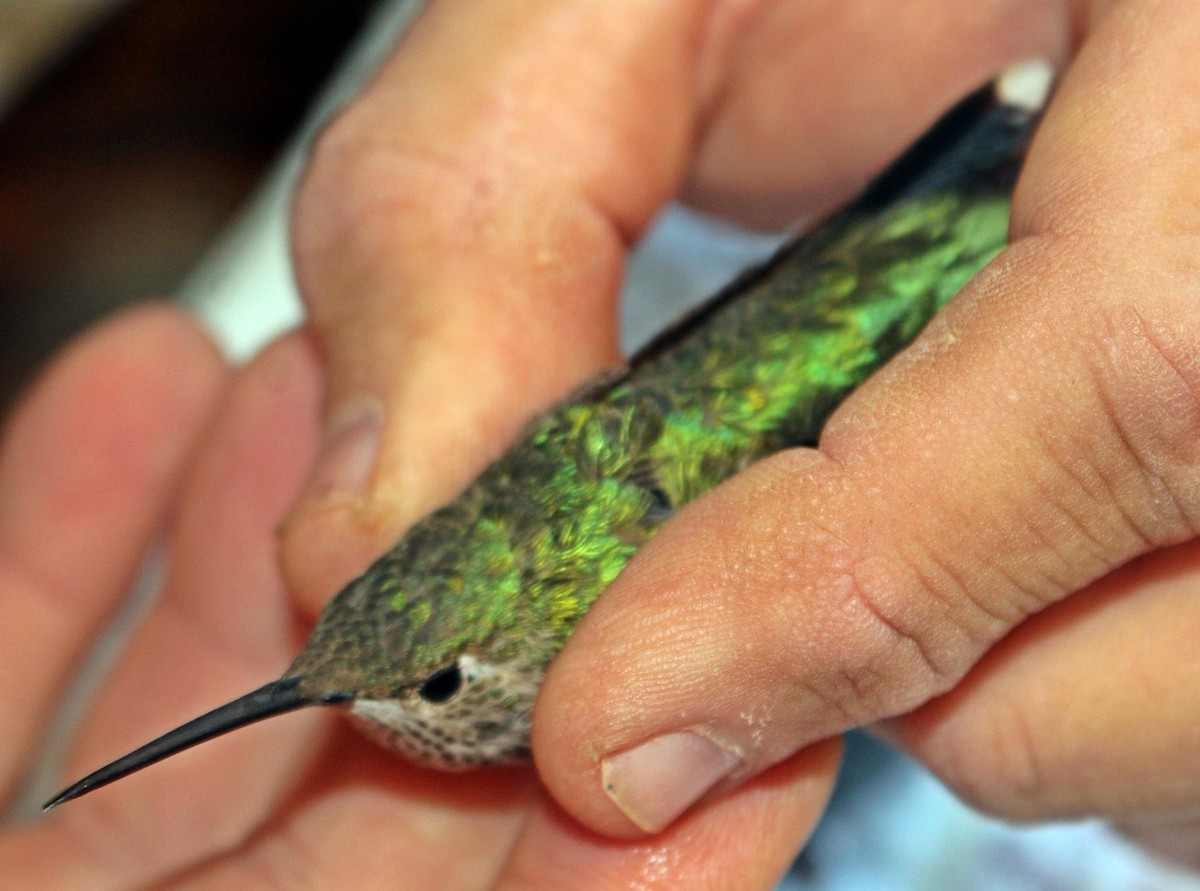 Broad-tailed Hummingbird - Dwayne Martin