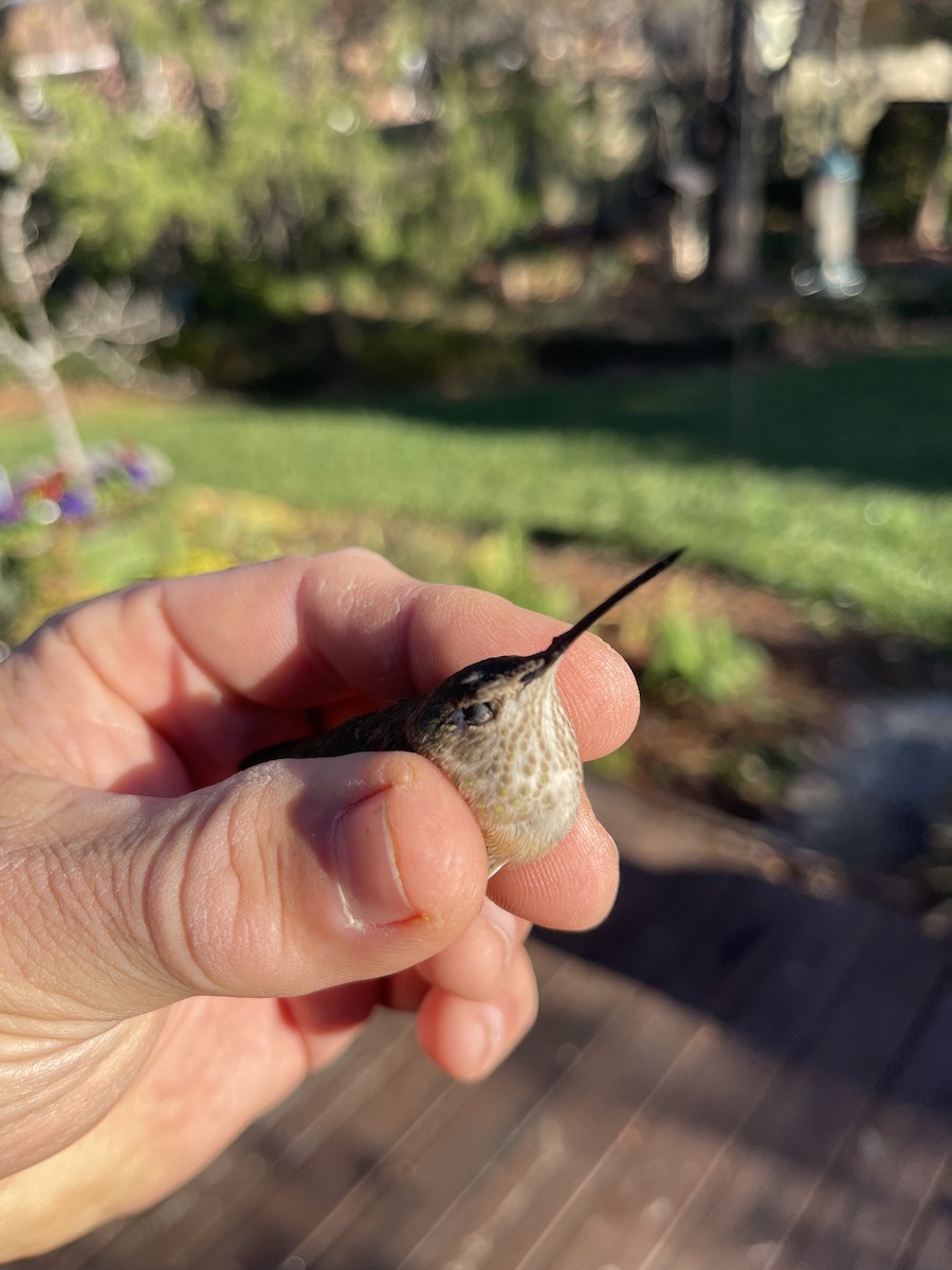 Broad-tailed Hummingbird - Dwayne Martin