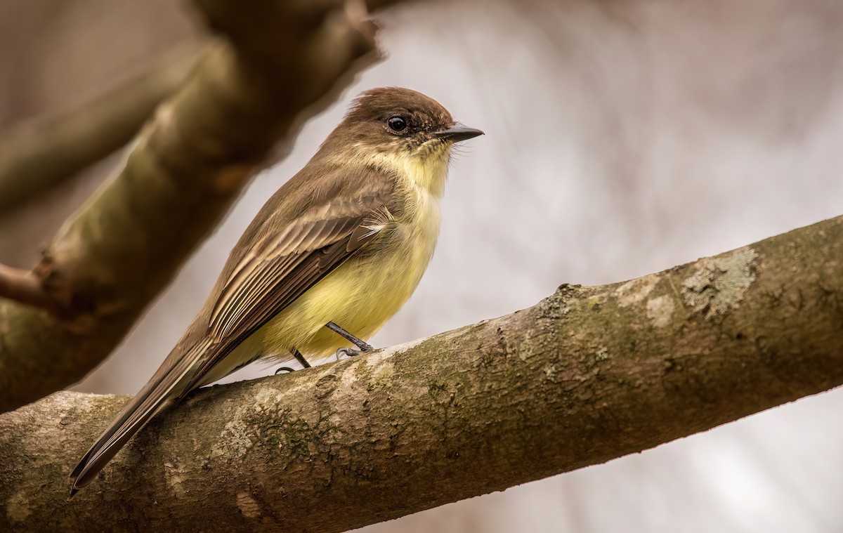 Eastern Phoebe - Jera Piper