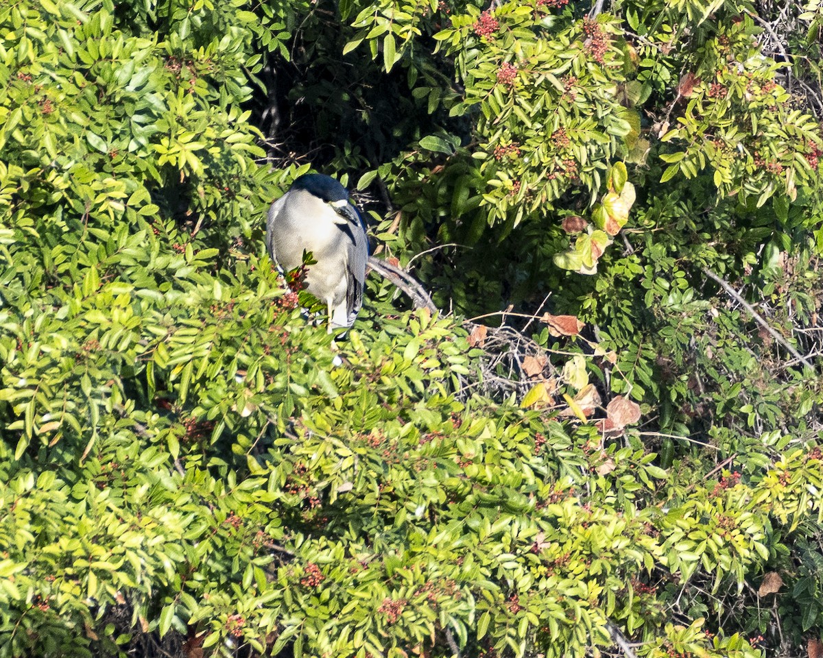 Black-crowned Night Heron - ML612195651