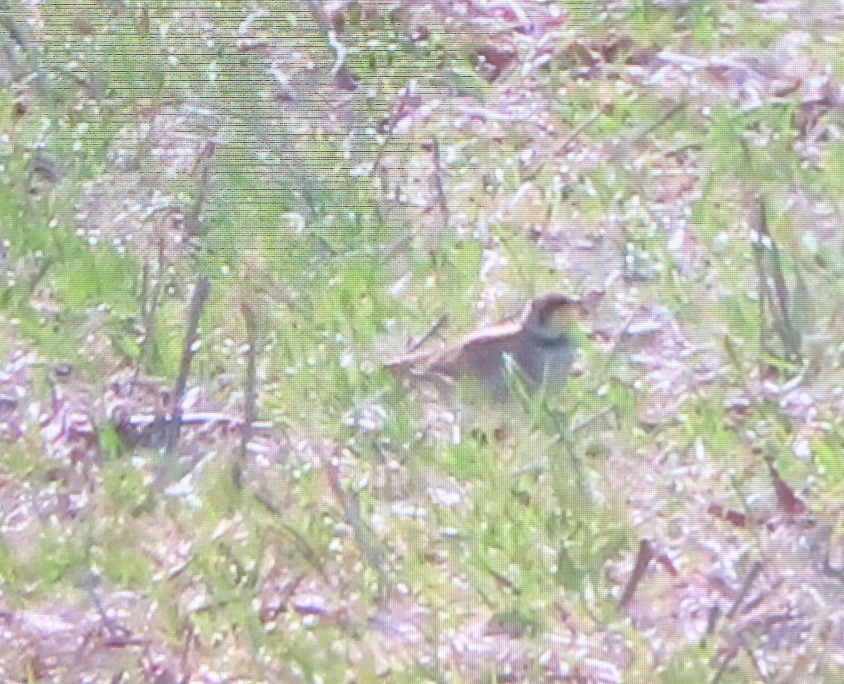 Horned Lark - ML612195786