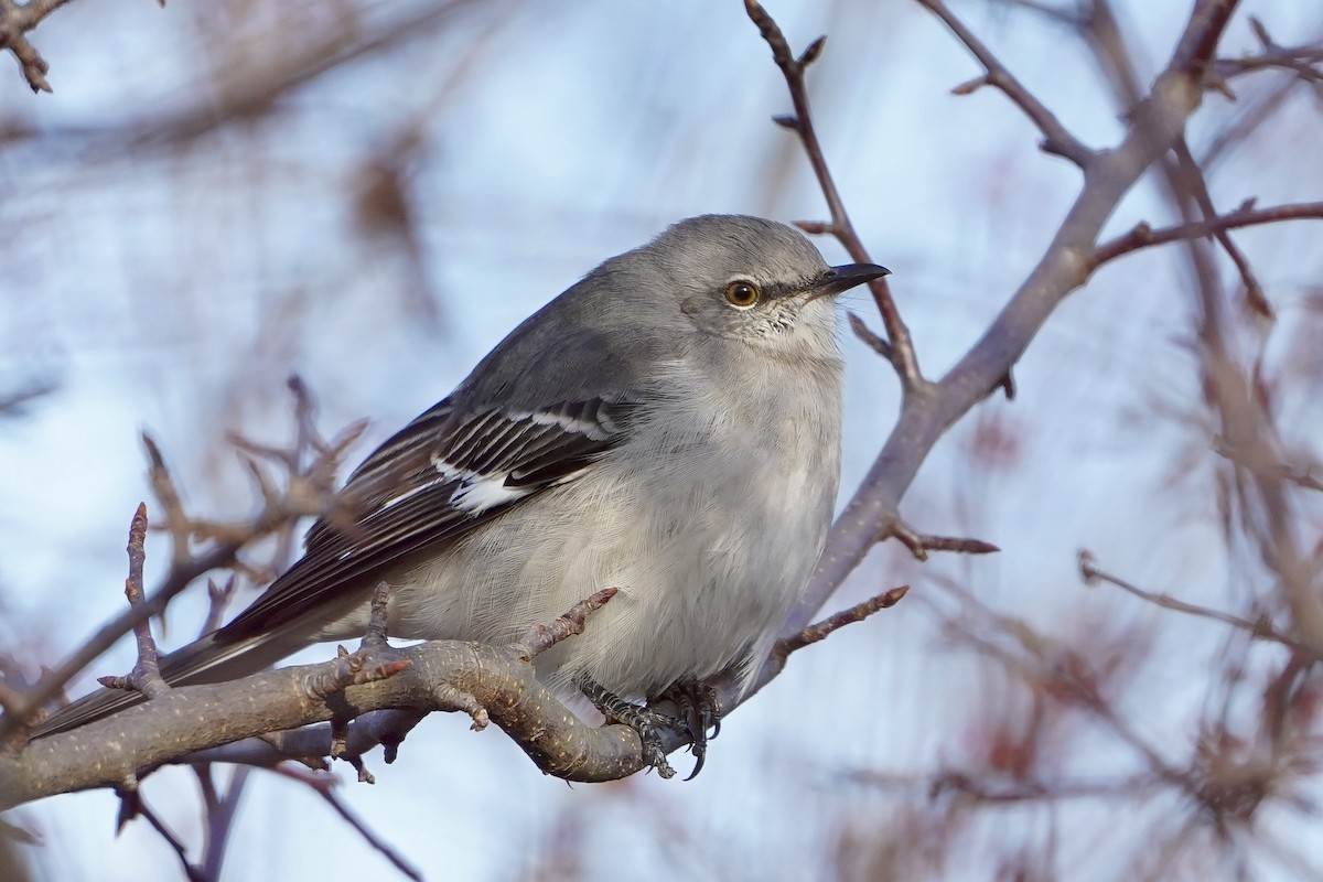 Northern Mockingbird - ML612195831