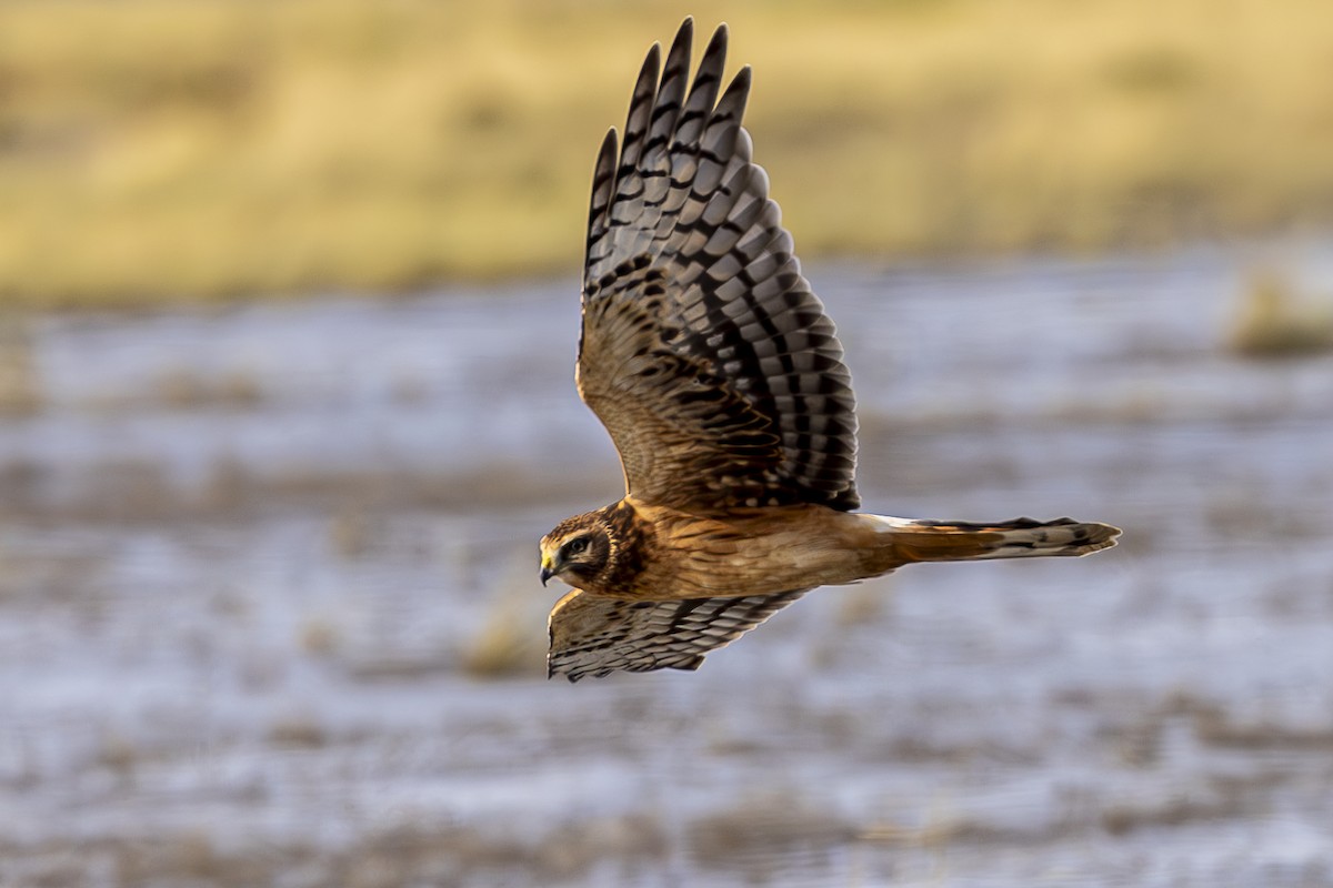 Northern Harrier - Bill Carpenter