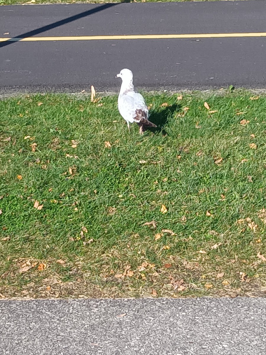 Ring-billed Gull - ML612196039