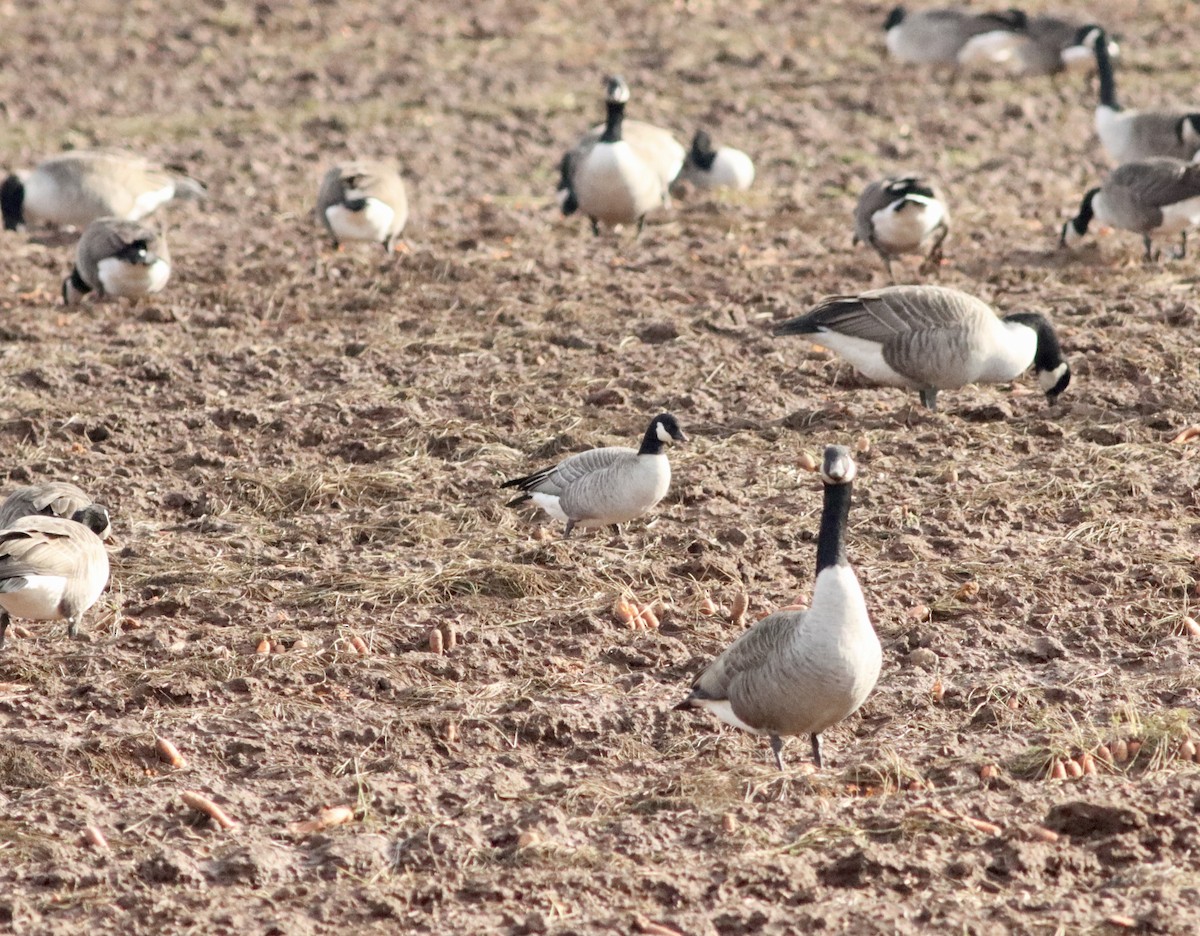 Cackling Goose - ML612196097