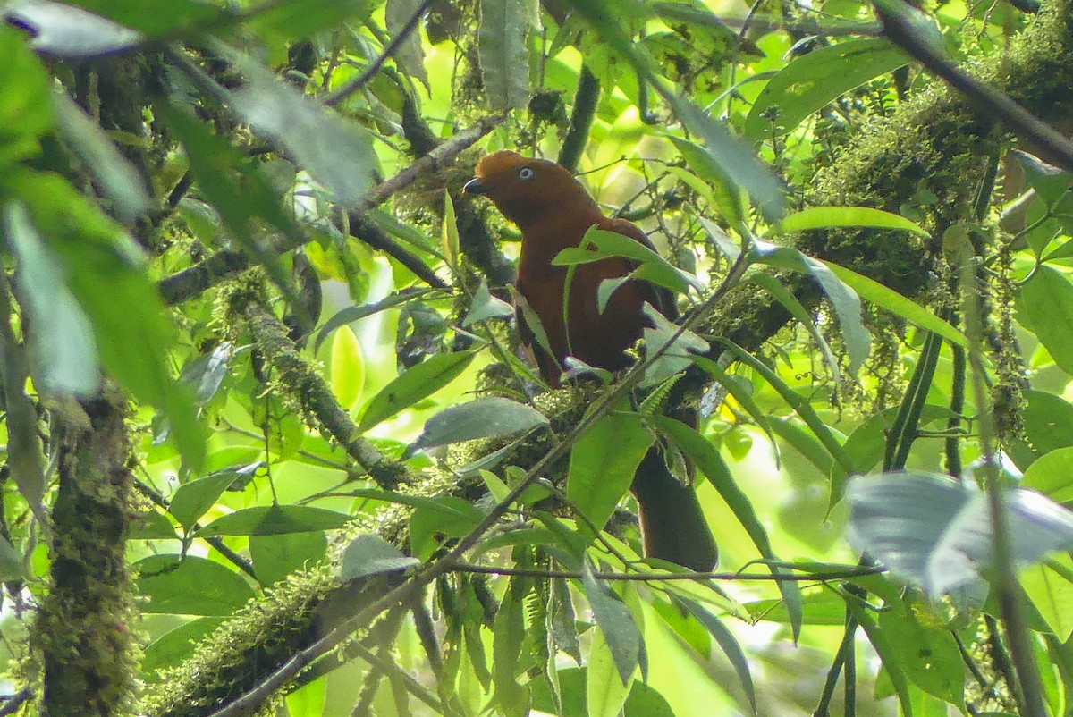 Andean Cock-of-the-rock - ML612196098