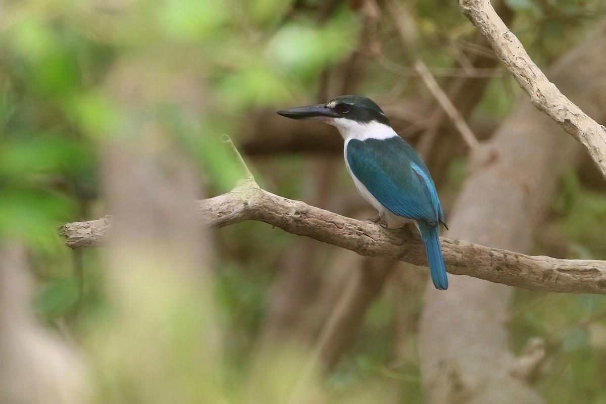 Collared Kingfisher - ML612196128