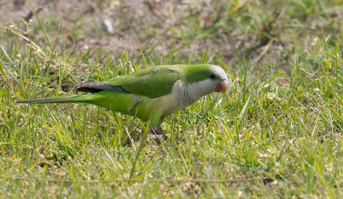 Monk Parakeet (Monk) - ML612196141