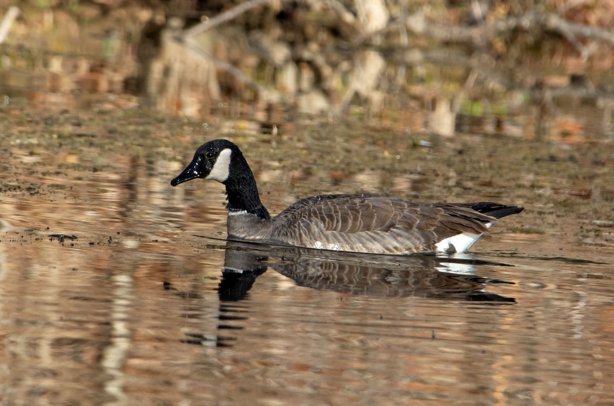 Canada Goose - Jack and Shirley Foreman