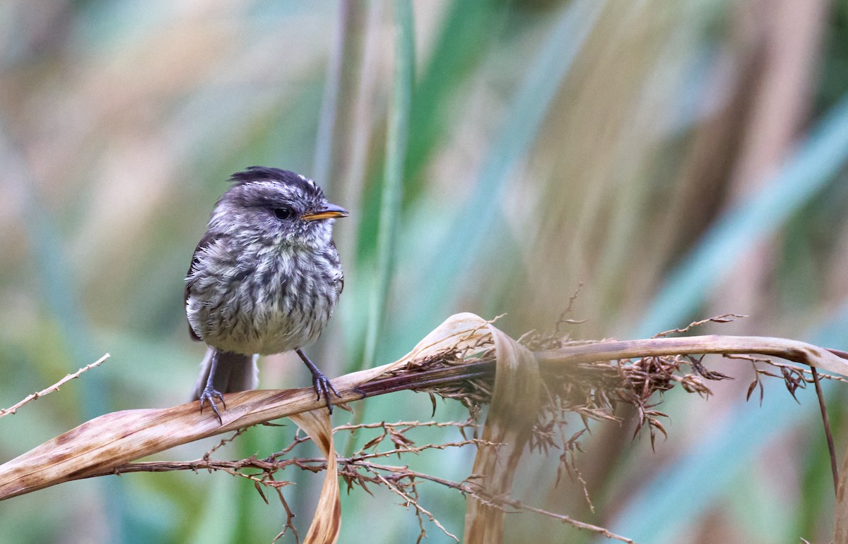 Agile Tit-Tyrant - ML612196185