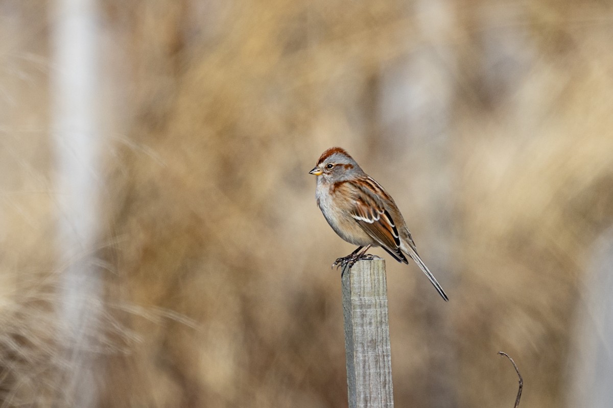 American Tree Sparrow - ML612196214