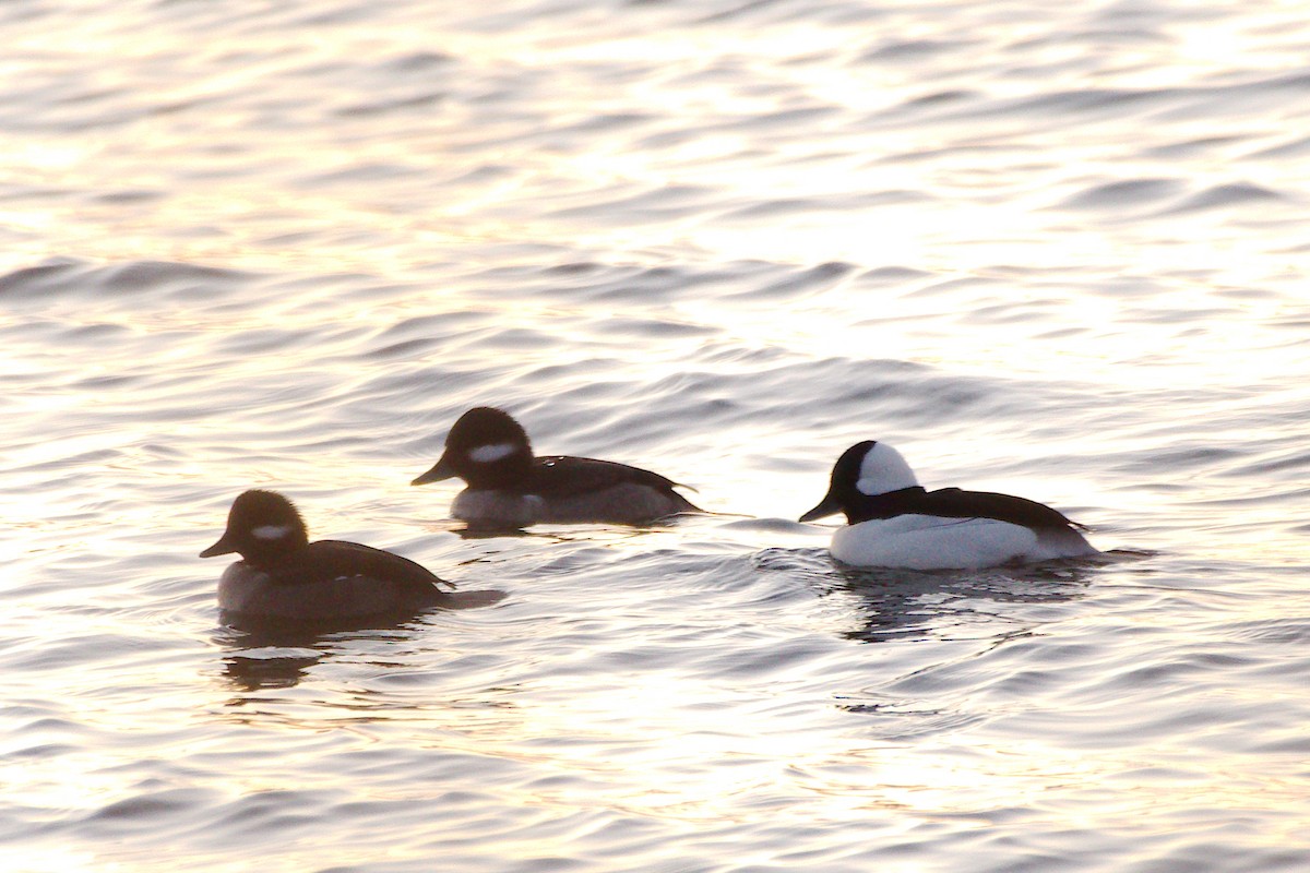 Bufflehead - ML612196277