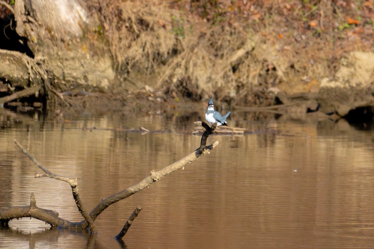 Belted Kingfisher - ML612196416