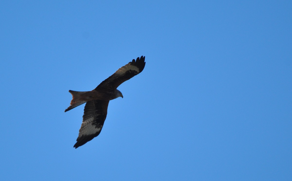 Red Kite - Joaquim  Simão