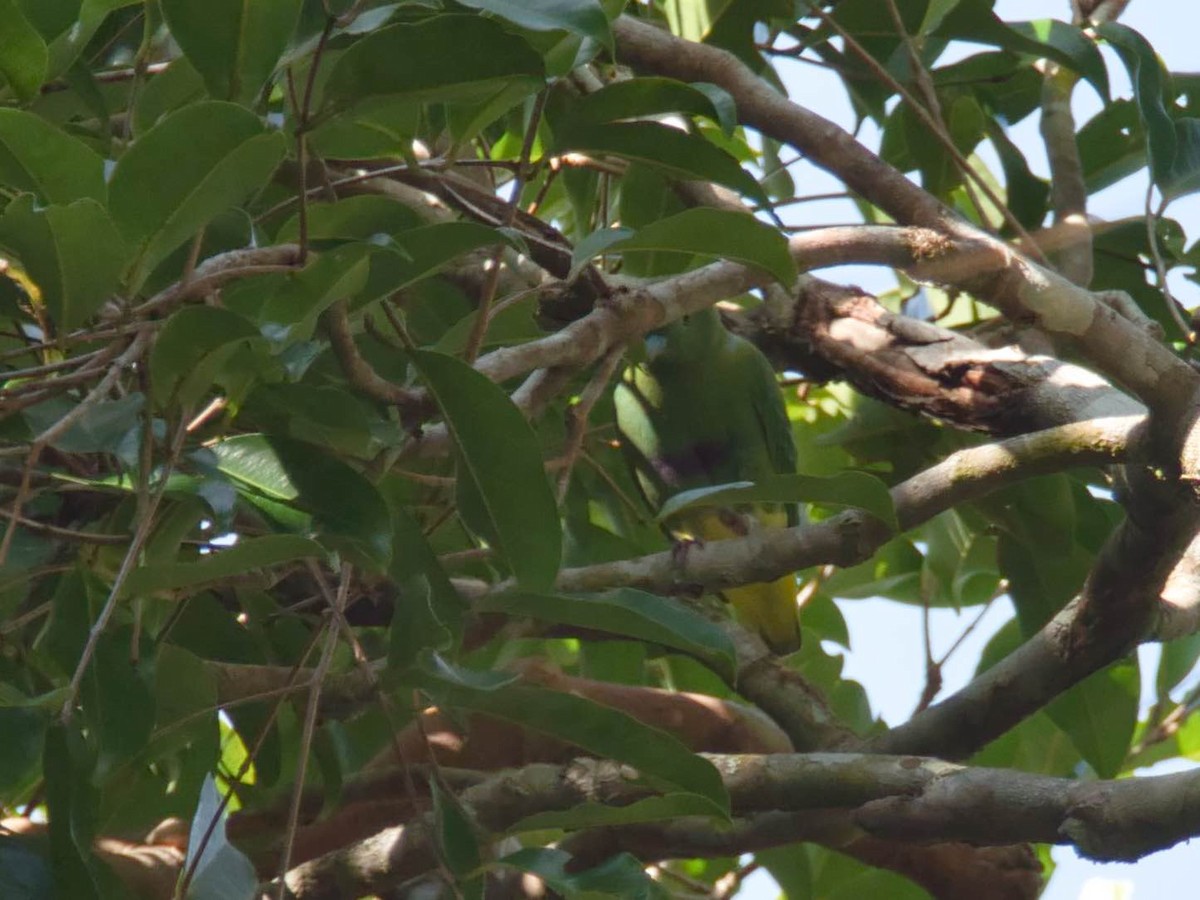 Dwarf Fruit-Dove - Eric Carpenter