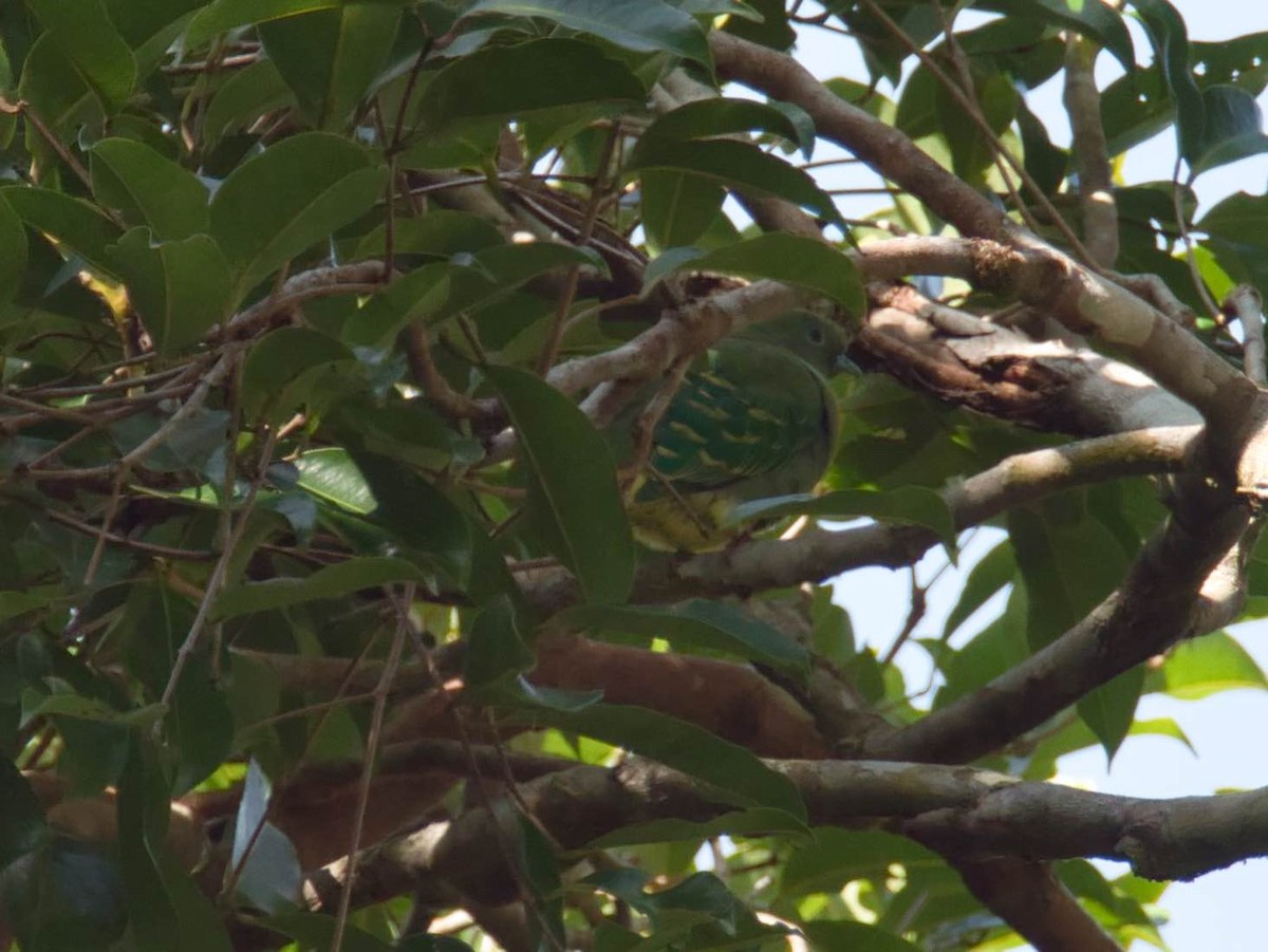 Dwarf Fruit-Dove - Eric Carpenter