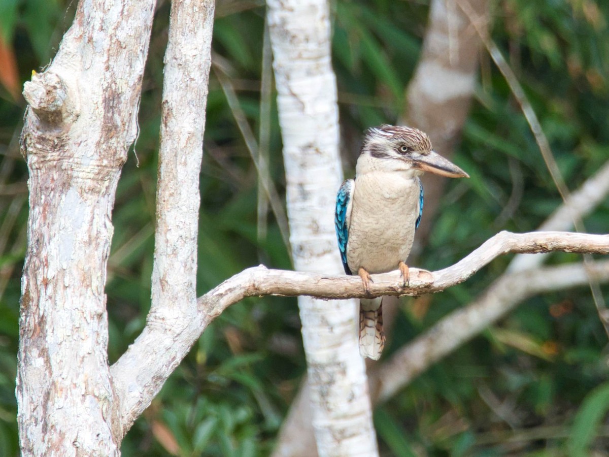 Blue-winged Kookaburra - ML612196477