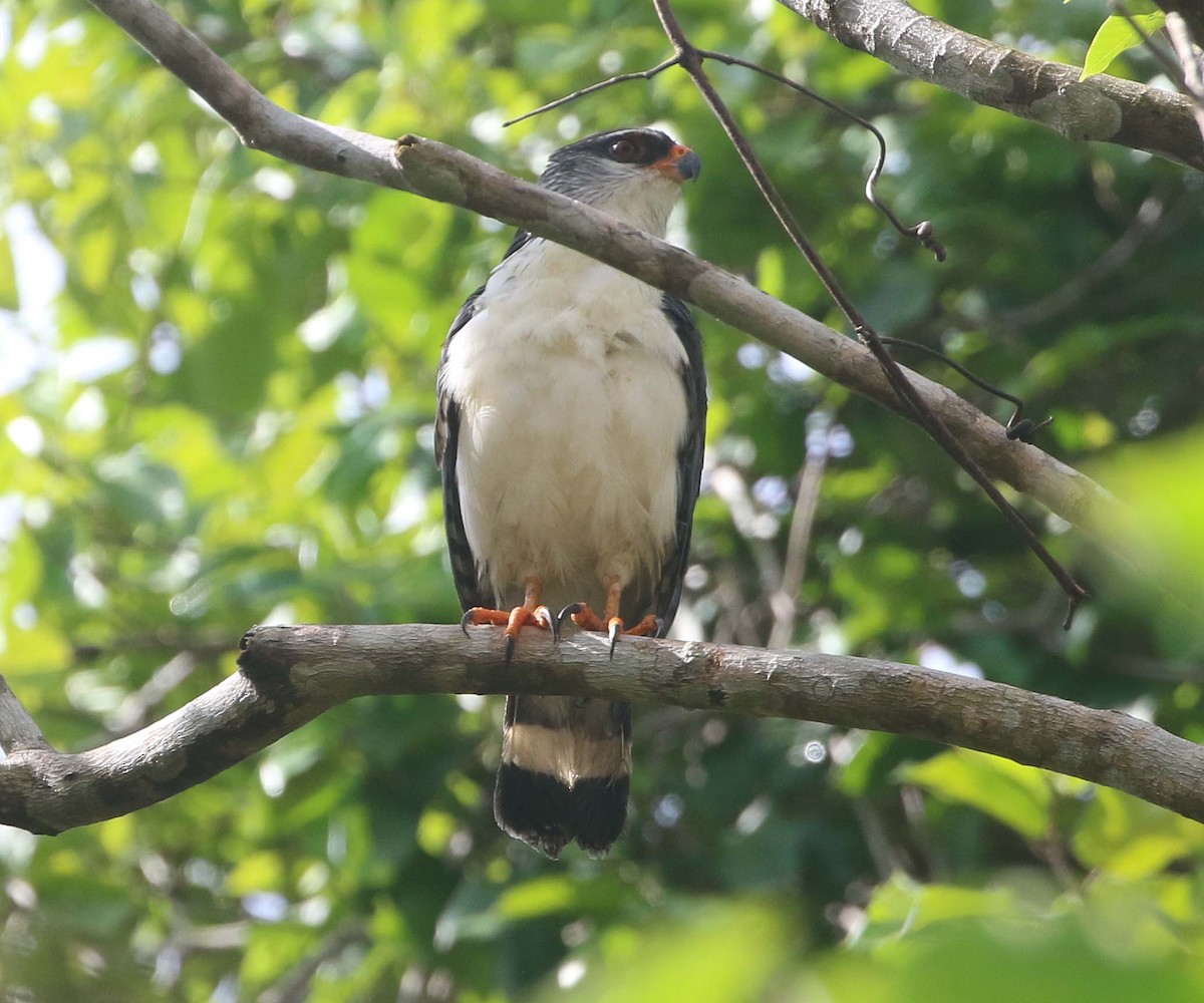 White-browed Hawk - ML612196483