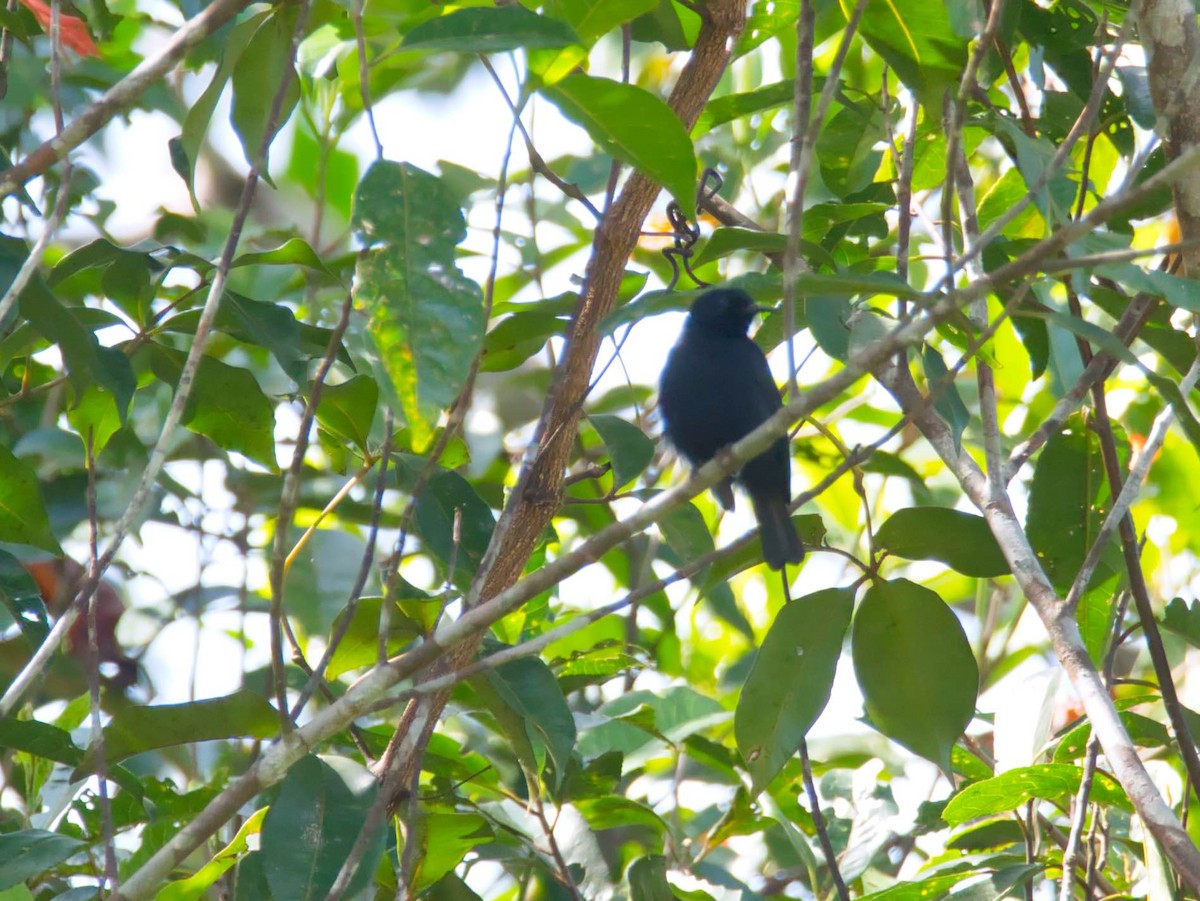 Papuan Black Myzomela - Eric Carpenter