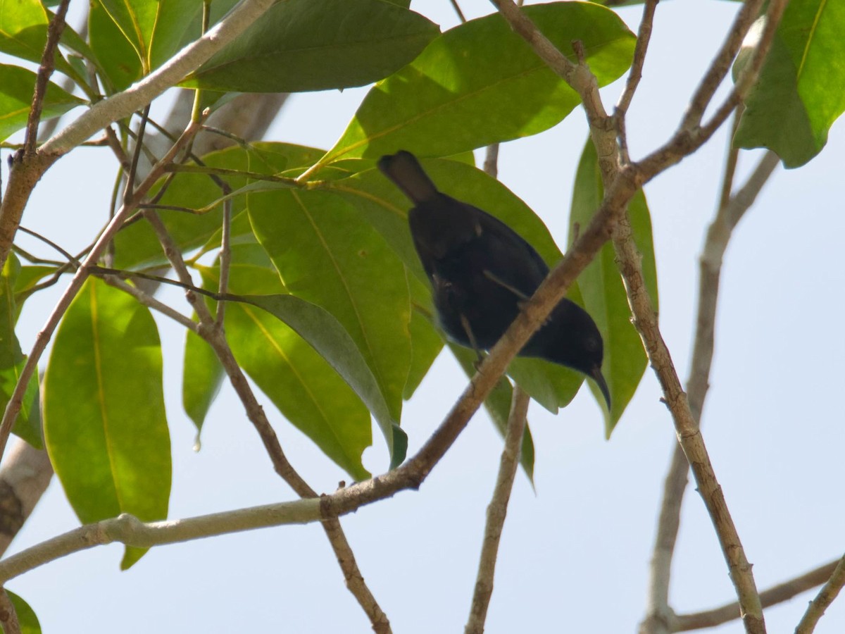 Papuan Black Myzomela - Eric Carpenter