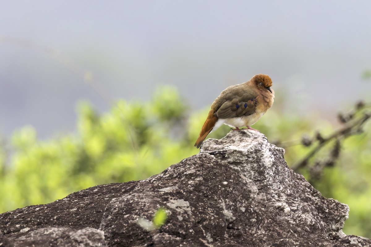 Blue-eyed Ground Dove - Thelma Gátuzzô