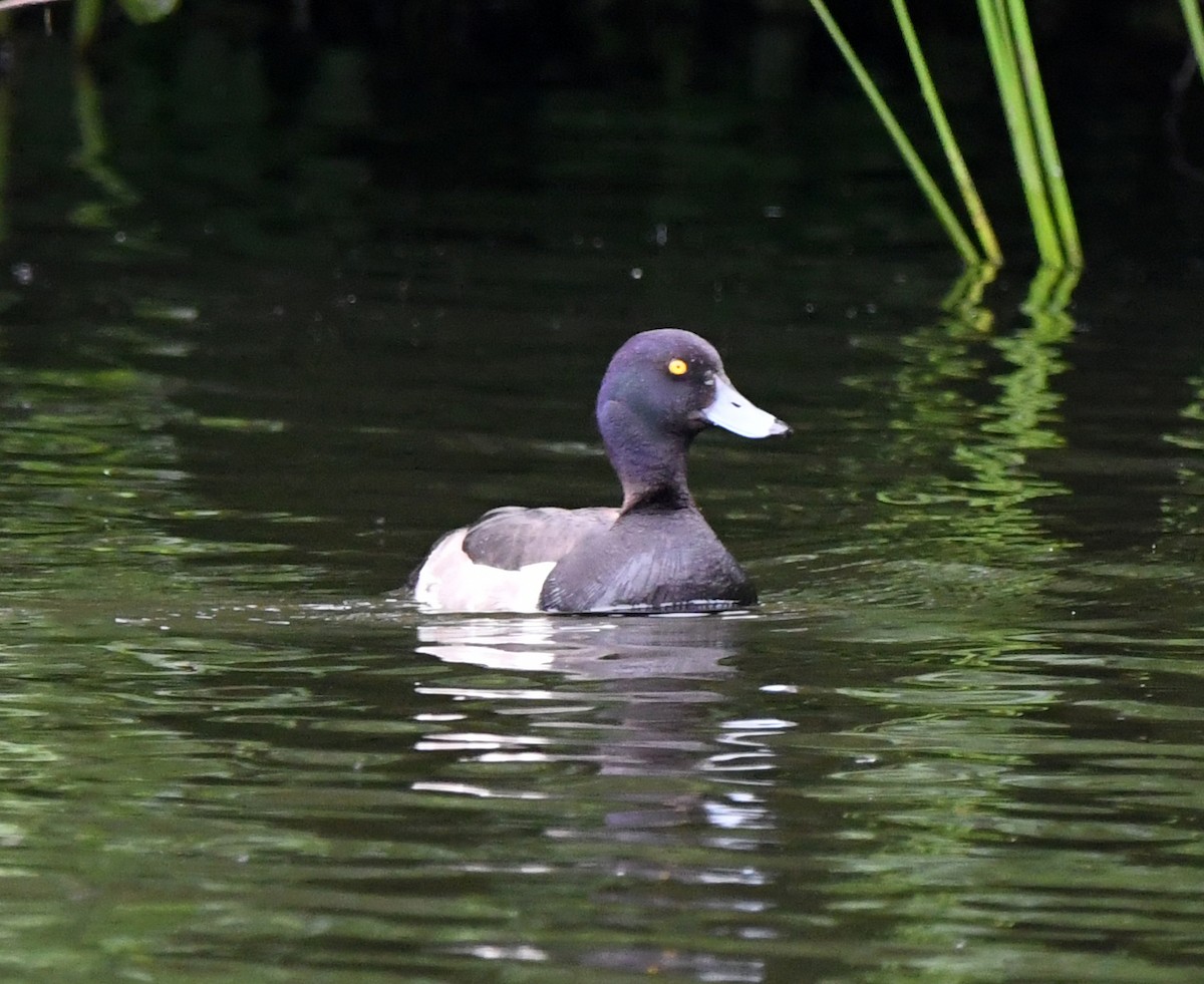 Tufted Duck - ML612196587
