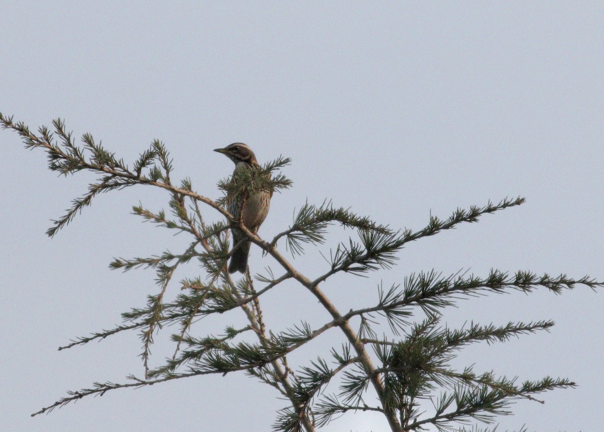 Redwing - ML612196601