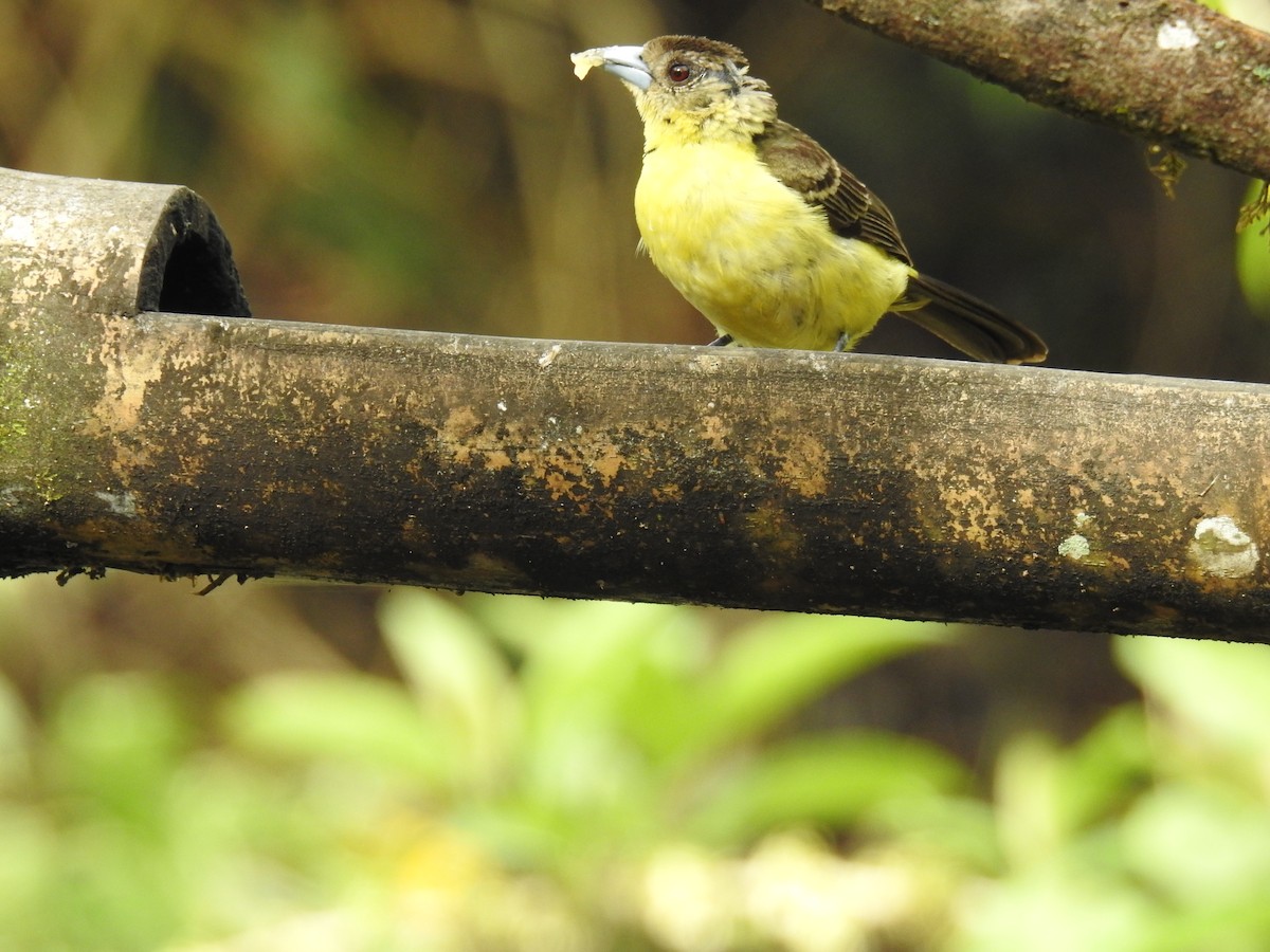 Flame-rumped Tanager (Lemon-rumped) - ML612196860