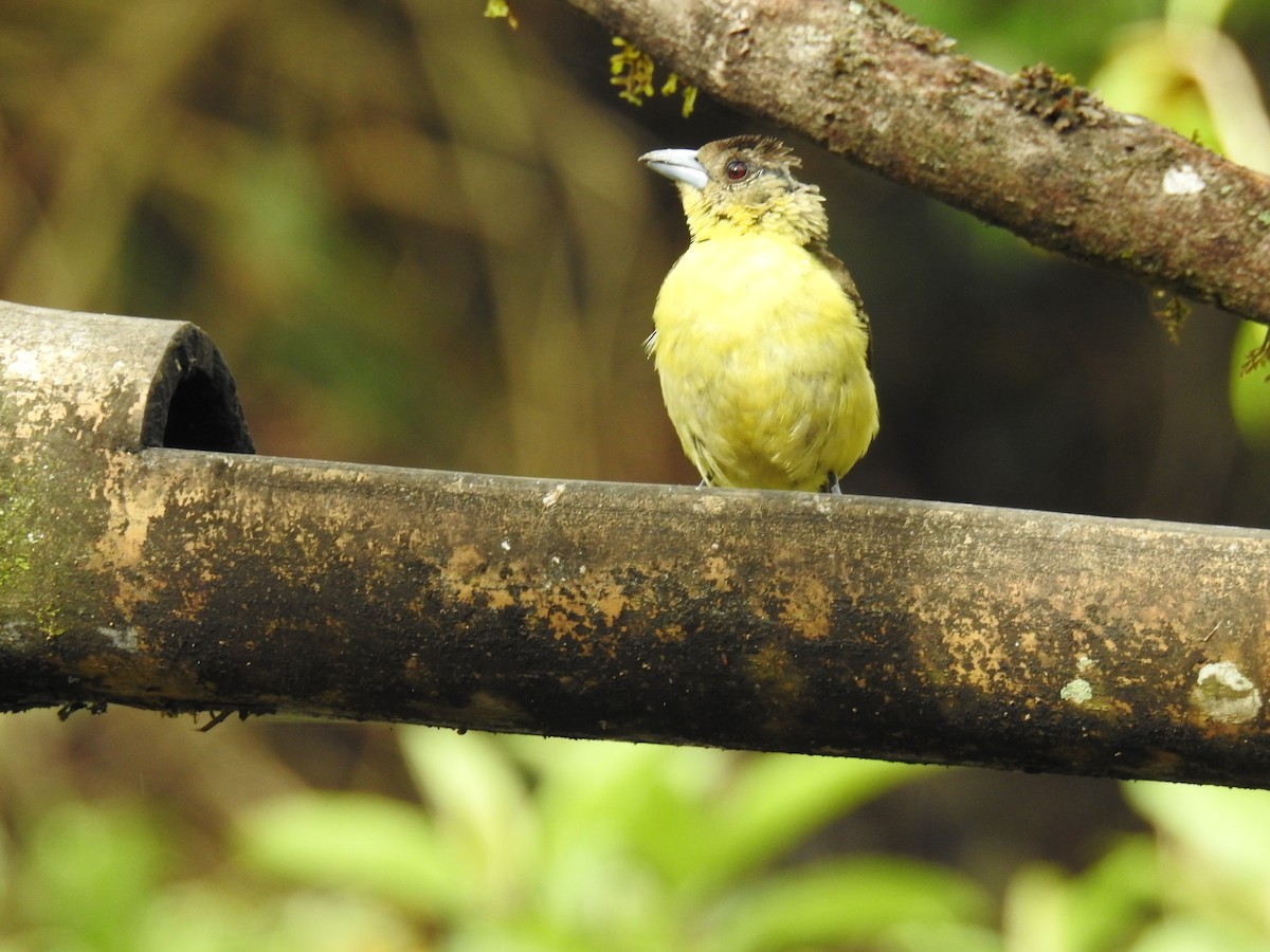 Flame-rumped Tanager (Lemon-rumped) - ML612196861