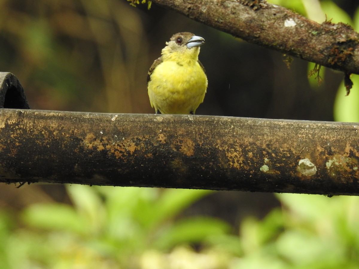 Flame-rumped Tanager (Lemon-rumped) - ML612196862