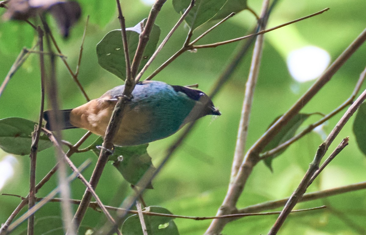 Blue-browed Tanager - Alexis Camacho