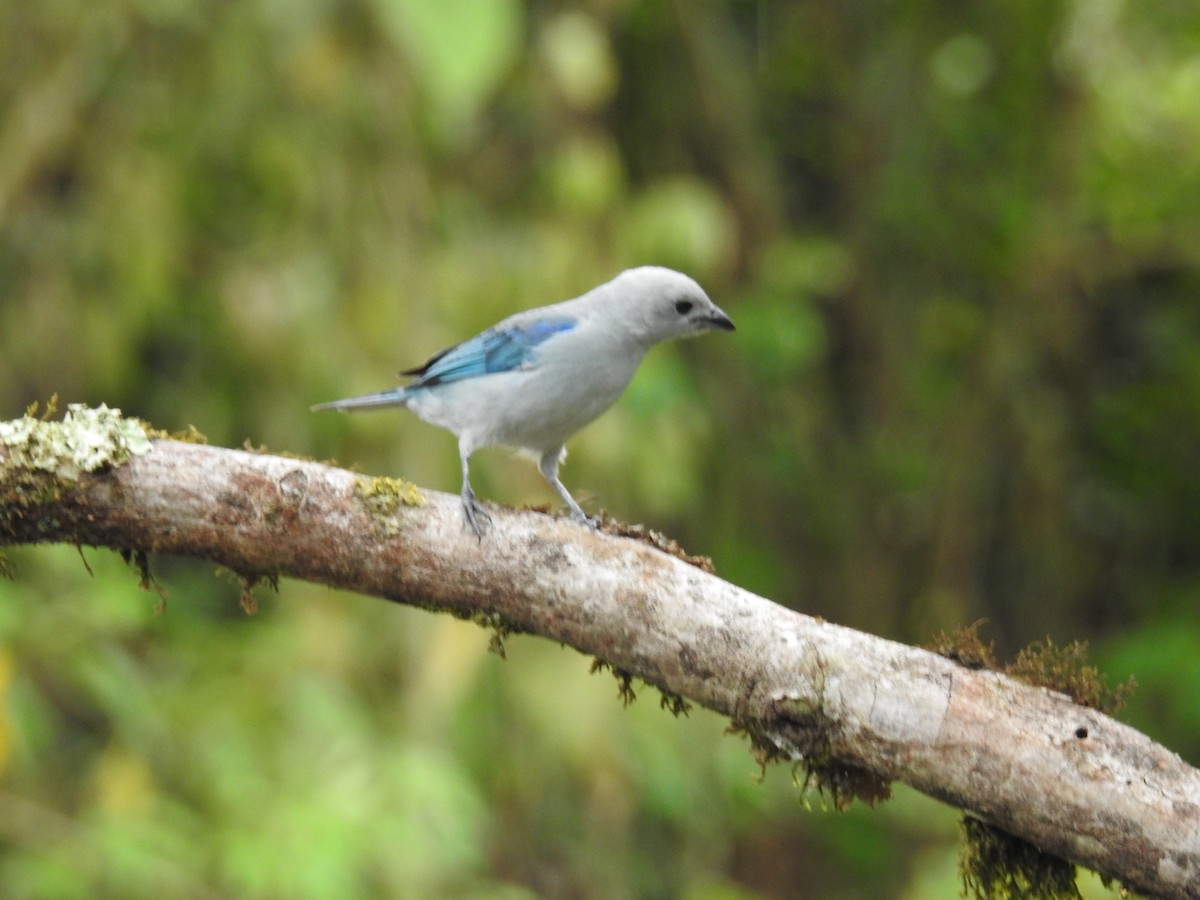 Blue-gray Tanager - ML612196986