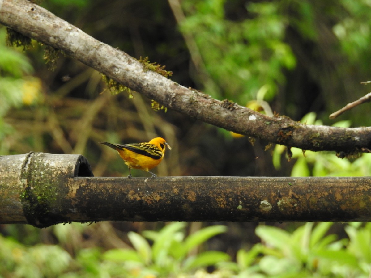 Golden Tanager - ML612197010