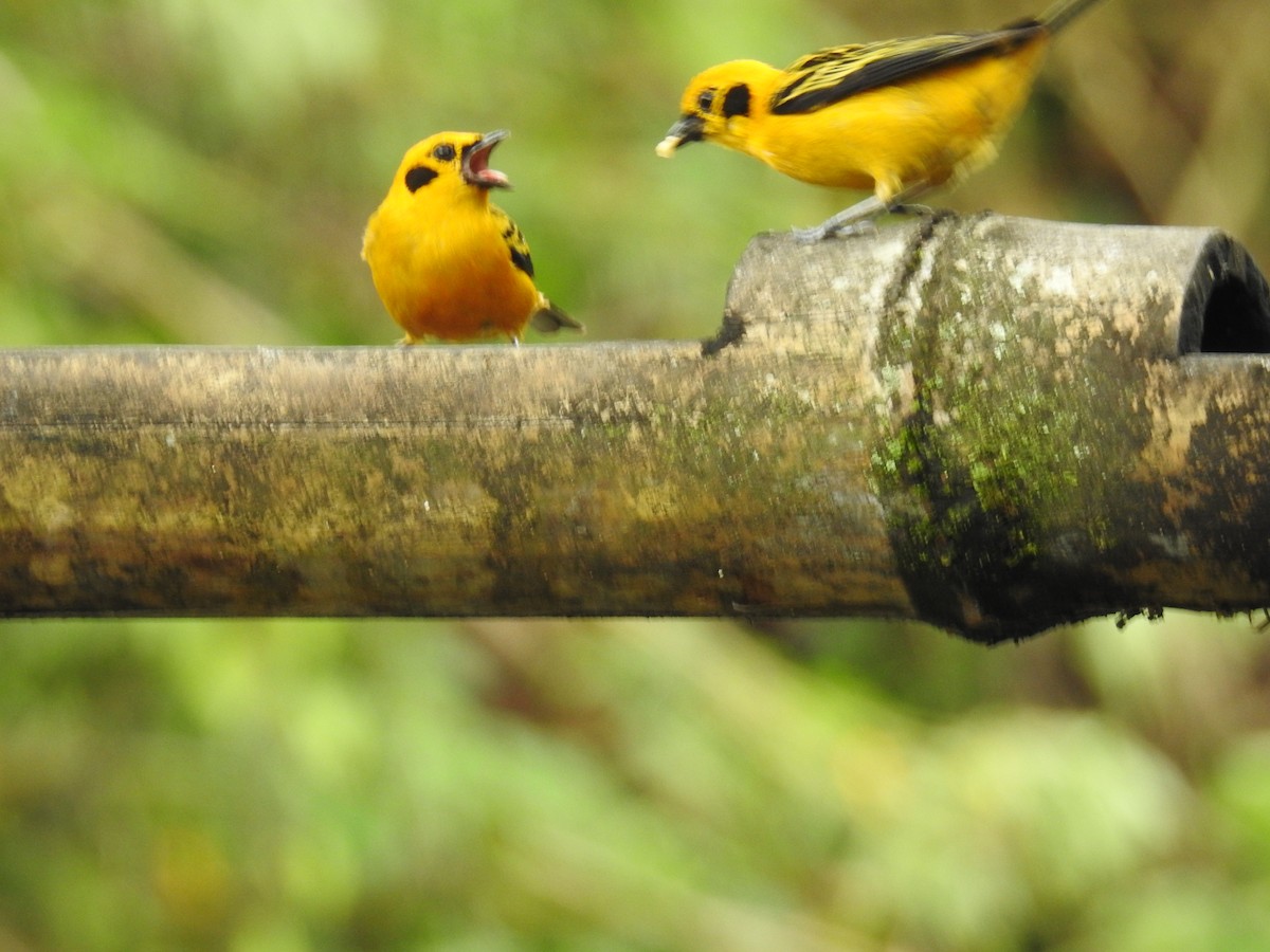 Golden Tanager - ML612197011