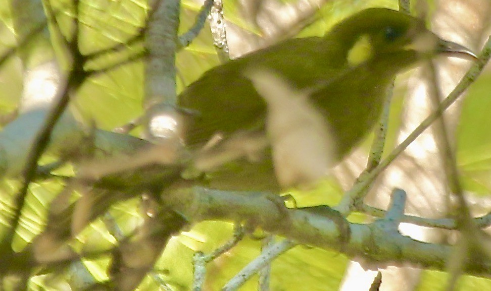 Graceful Honeyeater - ML612197032